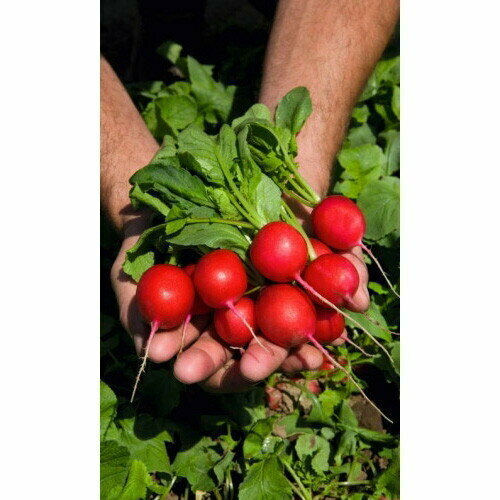 ���� ������ ����� ��������� (��) �/�, ������ �� 60 ���