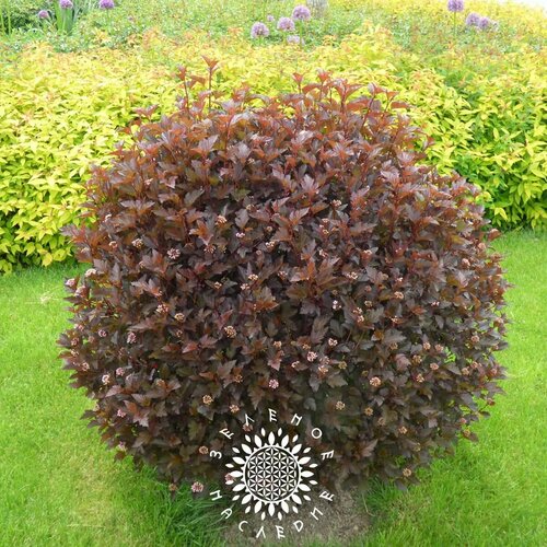      4  (. Physocarpus opulifolius) 50 ,   458 