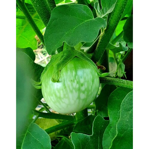 ���� ������ �������� ������� ��� ����� (Thai Chao Prayo) / Seeds And Goods / � �������� zip-lock ��� ���������� 10 �����, ������ �� 249 ���