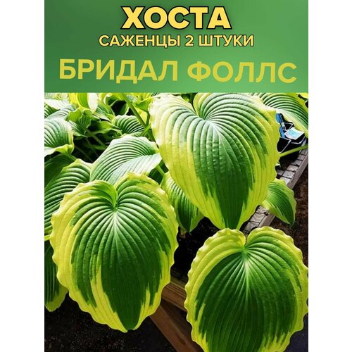 ���� ����� �������, ����������� �������� 2�����, ������ �� 850 ���