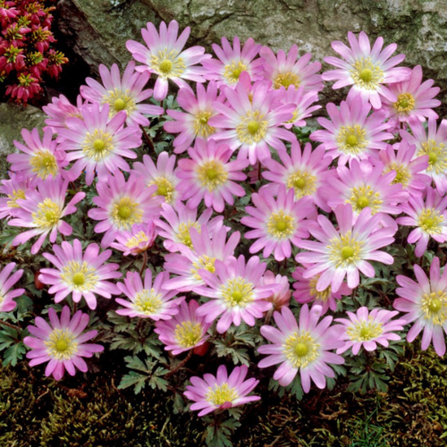   , botanica garden,    , 10 ,   473 