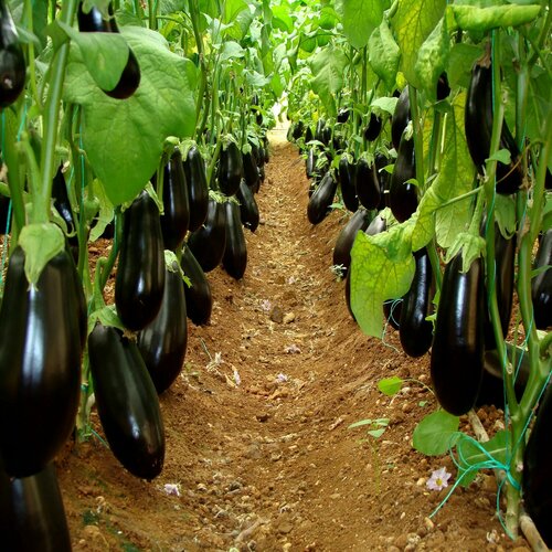 ���� �������� ���� F1, ����������� ����������������� ��������� ������ ��� ������ � ���������� �������� ������������, 5 �����, ������ �� 305 ���