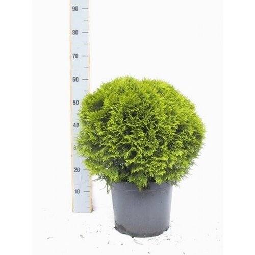 ���� �������� ��� �������� ������ 883271 �5 H40-50, ������ �� 2699 ���