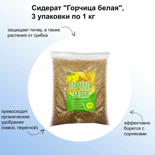 ���� ����� ������� 