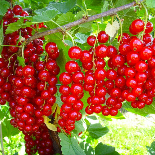 ���� ��������� ����������, ������, 20 ��, ������ �� 372 ���