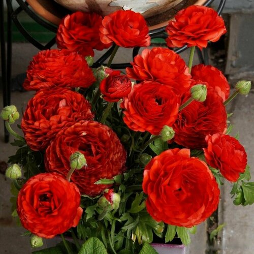   ()  (10 ) /  ,   450 