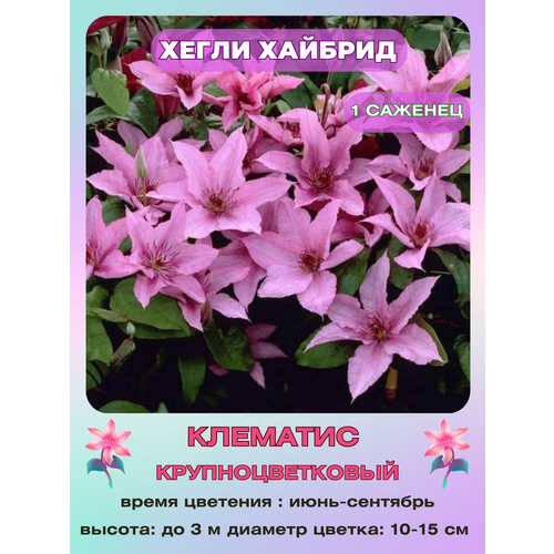 ���� �������� ����� �������, ������ �� 800 ���