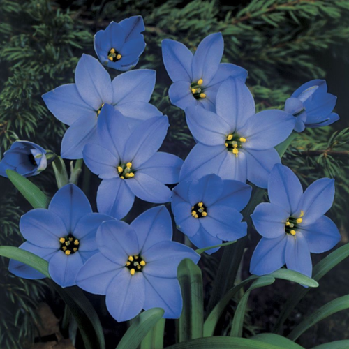    , bulbs servise,   - ( 10  ),   345 