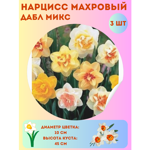 ���� ������� ���� ����, ����������� �����, �������� 3 ��, ������ �� 360 ���