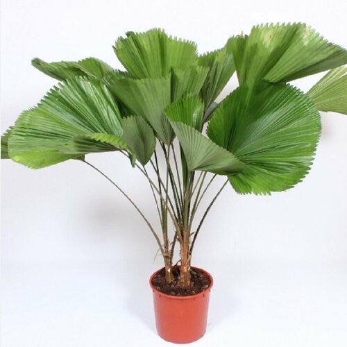    , Licuala 5 .,   320 