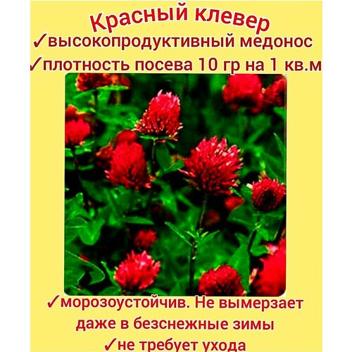 ���� ������ ������� ���������� 30��, ������ �������� ��� ����/ ������/ ������ �����, ������ �� 349 ���