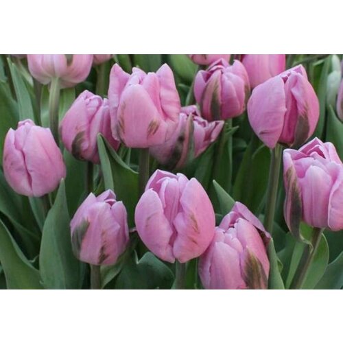    ,   MARLON (5 ),   699 