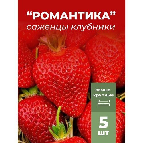 ���� �������� ����� ������������� ���������, �������/��������� �������� 5 ��, ������ �� 799 ���