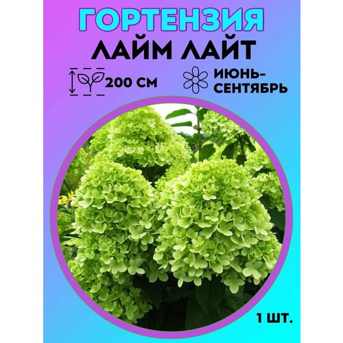 ���� ��������� �����������, ������� 1 �����, ������ �� 550 ���