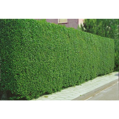 ���� �������� ����������, ������ �� 700 ���