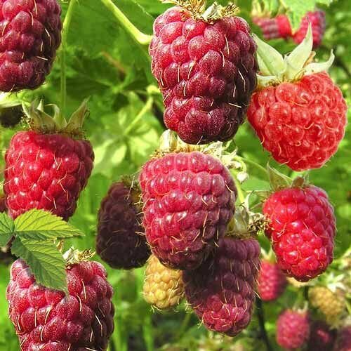 ���� ��������� ������ ��������, ������ �� 712 ���