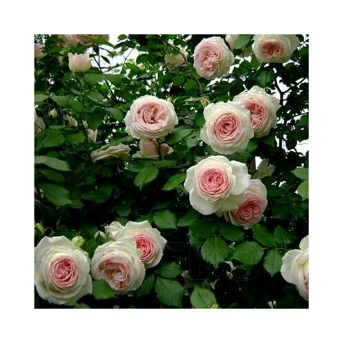 ���� ���� ��������� ���� �� ������ 2��, ������ �� 1299 ���