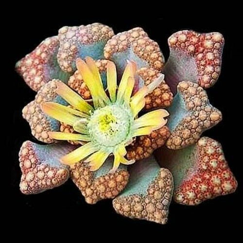    - (Titanopsis HUGO-SCHLECHTERI), ,   426 