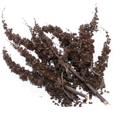 ���� ������� ������ �����, ������� ������� 100�, ������ �� 704 ���