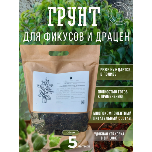 ���� ����� 