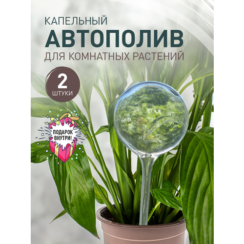 ���� ��������� ����� 2 ����� iulkapu, ������ �� 350 ���