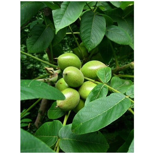 ���� ������ ���� �������� ������������� (Juglans ailanthifolia sieboldiana), 5 ����, ������ �� 570 ���