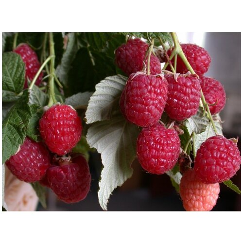 ���� �������� - ������ ������������ , ������� �������. �������., ������ �� 798 ���