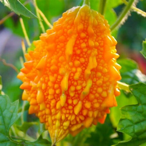 ���� ��������� ��������, ������, 5 ��, ������ �� 383 ���