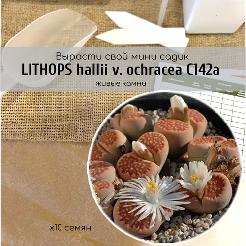     Lithops hallii v. ochracea     /    /      ,   345 