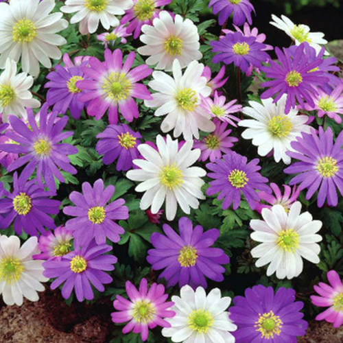    ,  ,   BLANDA MIX ( 10  ),   362 