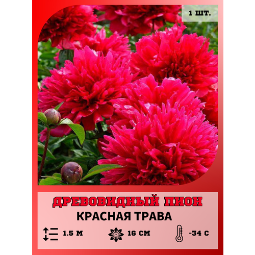 ���� ���� ����������� ������� �����, ������� 1 �����, ������ �� 650 ���