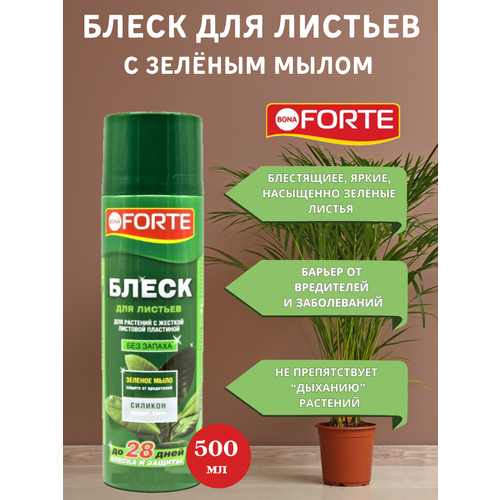     Bona Forte       500 ,   649 