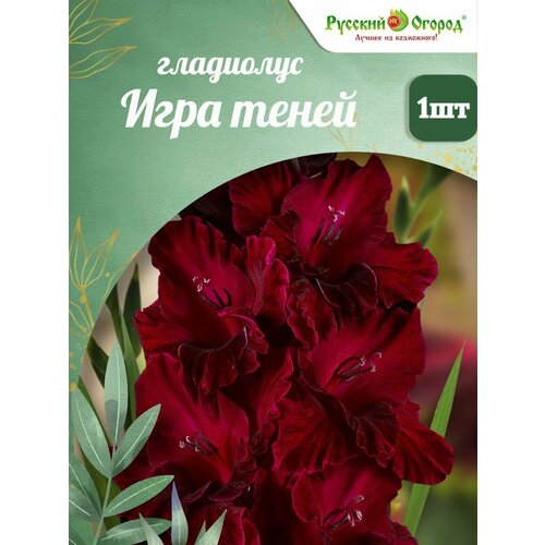 ���� �������� ���������� ������� ������ 