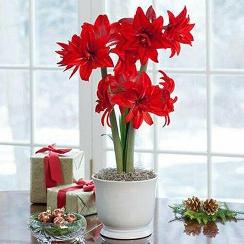    , Hippeastrum Double Delicious,  , ,   420 