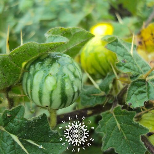 ���� ������ ������ �������� (���. Solanum Viarum) 10�� �� Green Legacy, ������ �� 330 ���