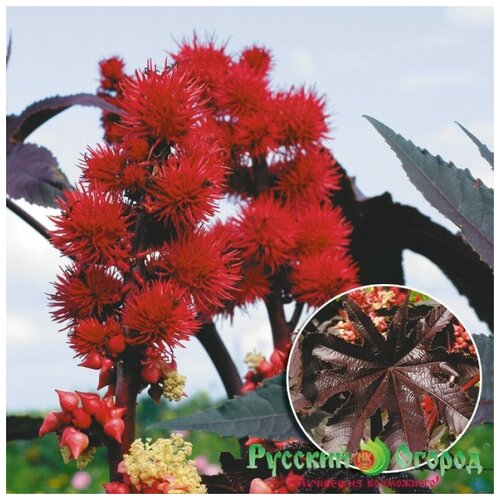 ���� ������. �����. ��������� 