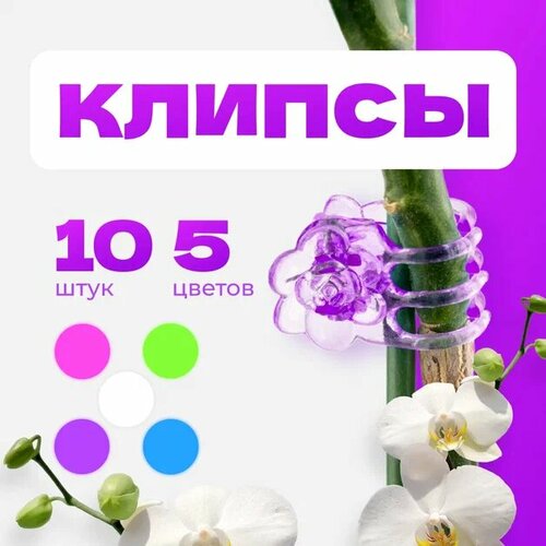 ���� ������ ��� ������� 