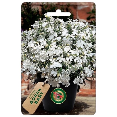 ���� ������ ������� �������� 