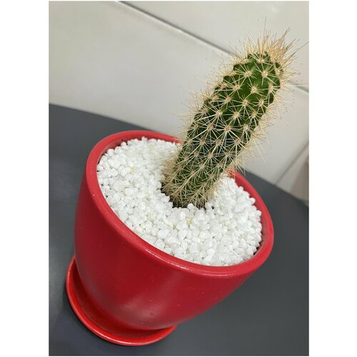 ���� ������� ��� �������� �����������, ������ �� 435 ���