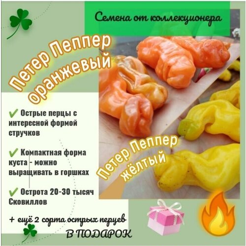 ���� ����� ������ 