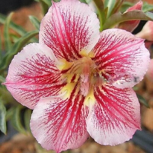  , Adenium Obesum Desert Rose DIAMOND PINK, , ,   394 