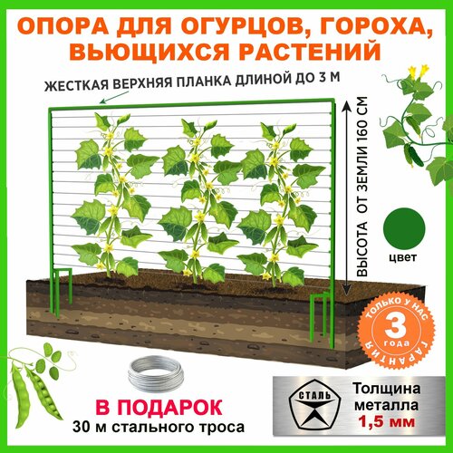 ���� �����, ������� �������, ������ �� 4800 ���