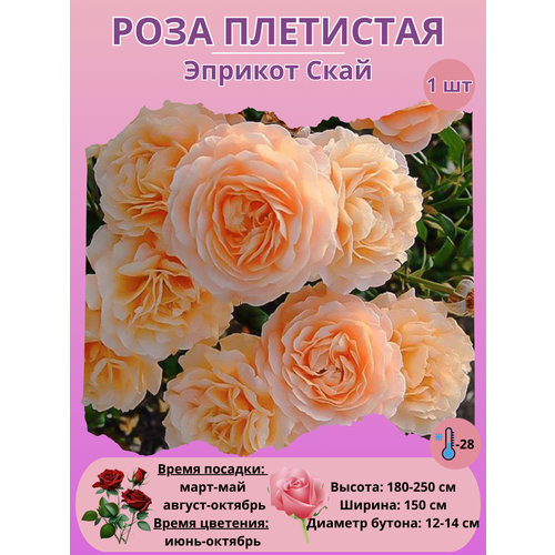 ���� ���� ��������� ������� ����, ����������� �����, ������ �� 450 ���