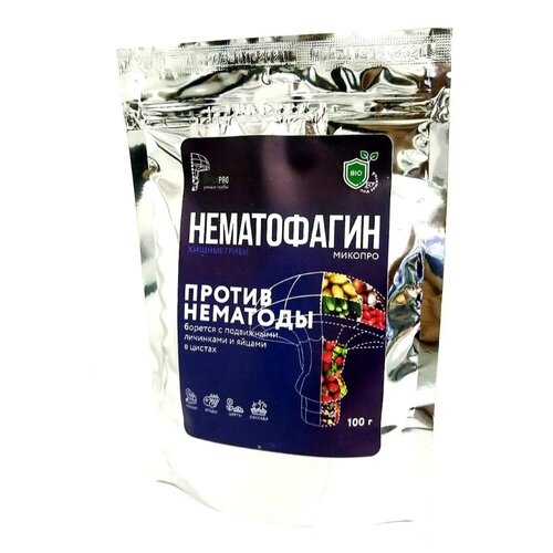 ���� �����������-�������, ������ �������� 100 ��, ������ �� 600 ���