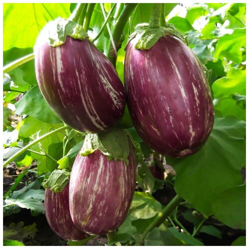 ���� �������� �������� ������, ������, 15 ��, ������ �� 405 ���