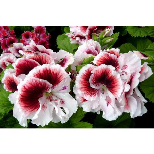 ���� ������ ���������� ����������� ����� ������� ��������� ���� 4 �� (1 �������� (O)), ������ �� 684 ���