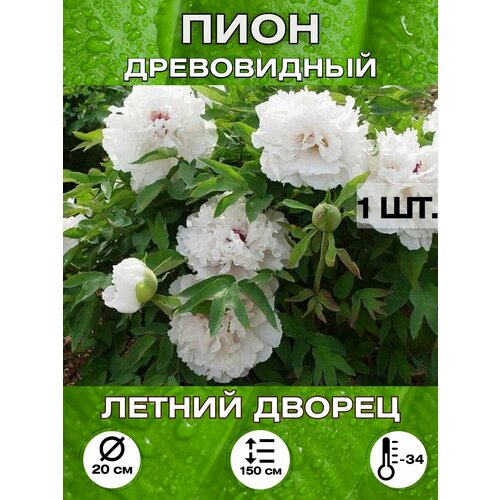 ���� ���� ������ ������, ���������, ������ �� 650 ���