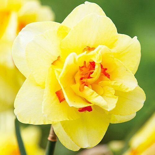 ���� ������� �������� ���� ���� (5 ����) / ���������� �����, ������ �� 449 ���