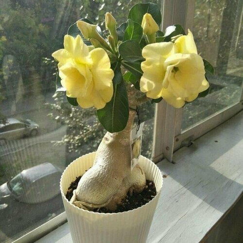 ���� ������� ������ ���������, ���� �������, ������������ ��������� � ������� ������� �� ����� ������������ �������, ���������� ��� ���������, 3 �� �����, ������ �� 423 ���