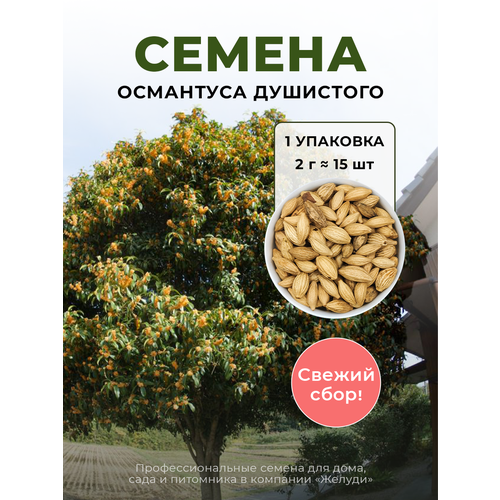 ���� ������ ��������� ��������� �������, 2 ������ (�������� 15 ��), ������ �� 725 ���